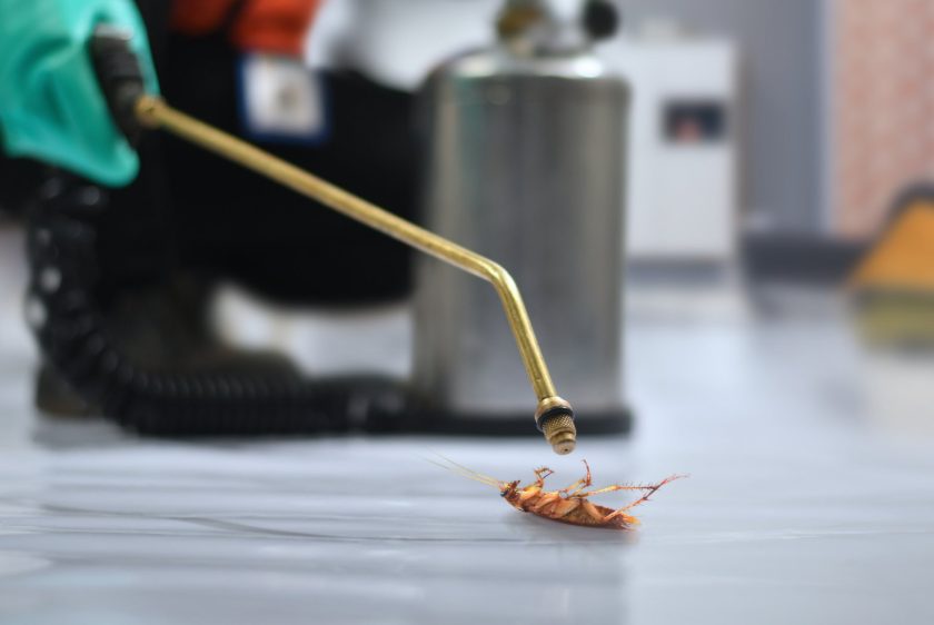 cockroach pest control